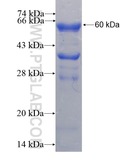 MGLL fusion protein Ag6970 SDS-PAGE