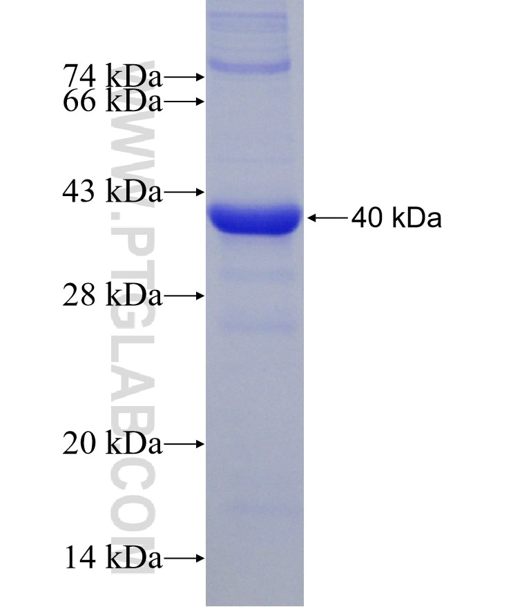 MGLL fusion protein Ag7052 SDS-PAGE