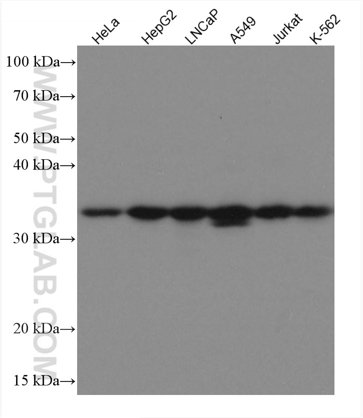 Western Blot (WB) analysis of various lysates using MGME1 Monoclonal antibody (67468-1-Ig)