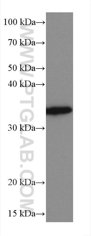 Western Blot (WB) analysis of HL-60 cells using MGME1 Monoclonal antibody (67468-1-Ig)