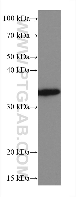 WB analysis of HL-60 using 67468-1-Ig