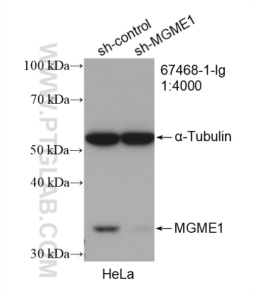 Western Blot (WB) analysis of HeLa cells using MGME1 Monoclonal antibody (67468-1-Ig)