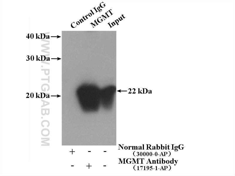 Immunoprecipitation (IP) experiment of Jurkat cells using MGMT Polyclonal antibody (17195-1-AP)