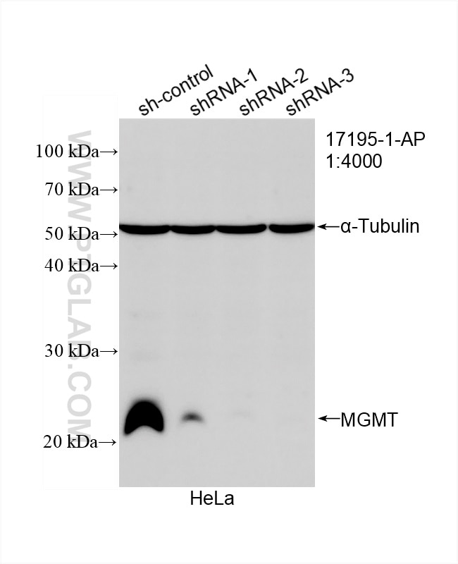 WB analysis of HeLa using 17195-1-AP