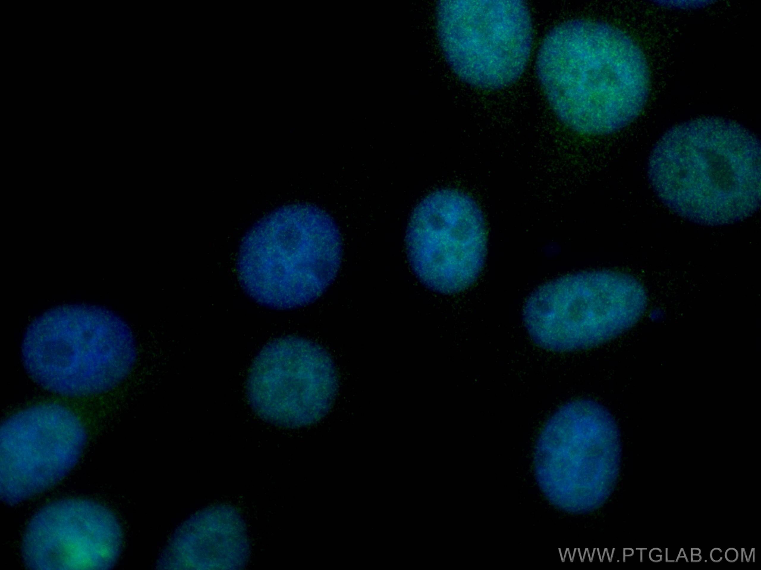 Immunofluorescence (IF) / fluorescent staining of HepG2 cells using MGMT Monoclonal antibody (67476-1-Ig)
