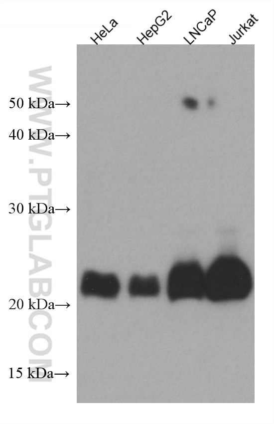 Western Blot (WB) analysis of various lysates using MGMT Monoclonal antibody (67476-1-Ig)