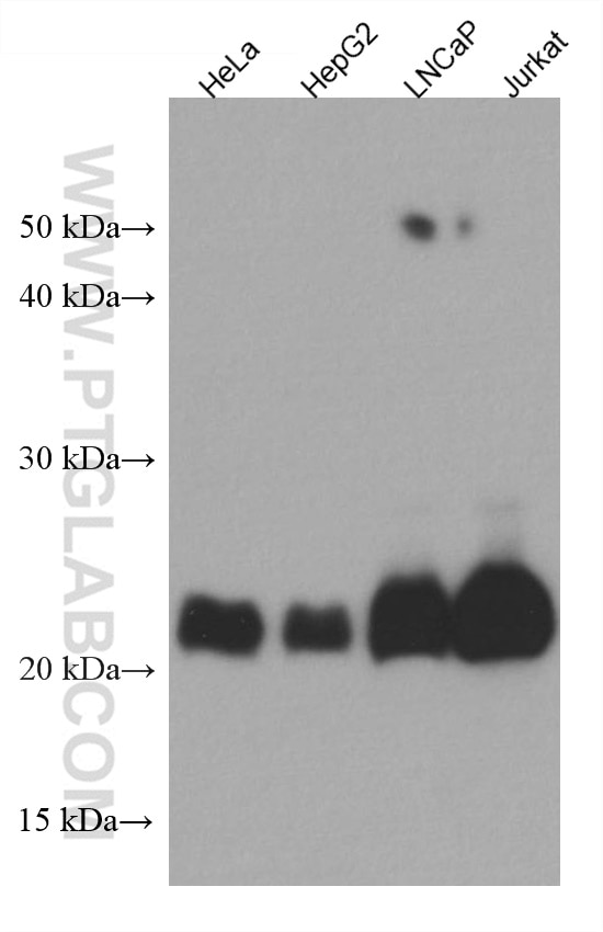 WB analysis using 67476-1-Ig