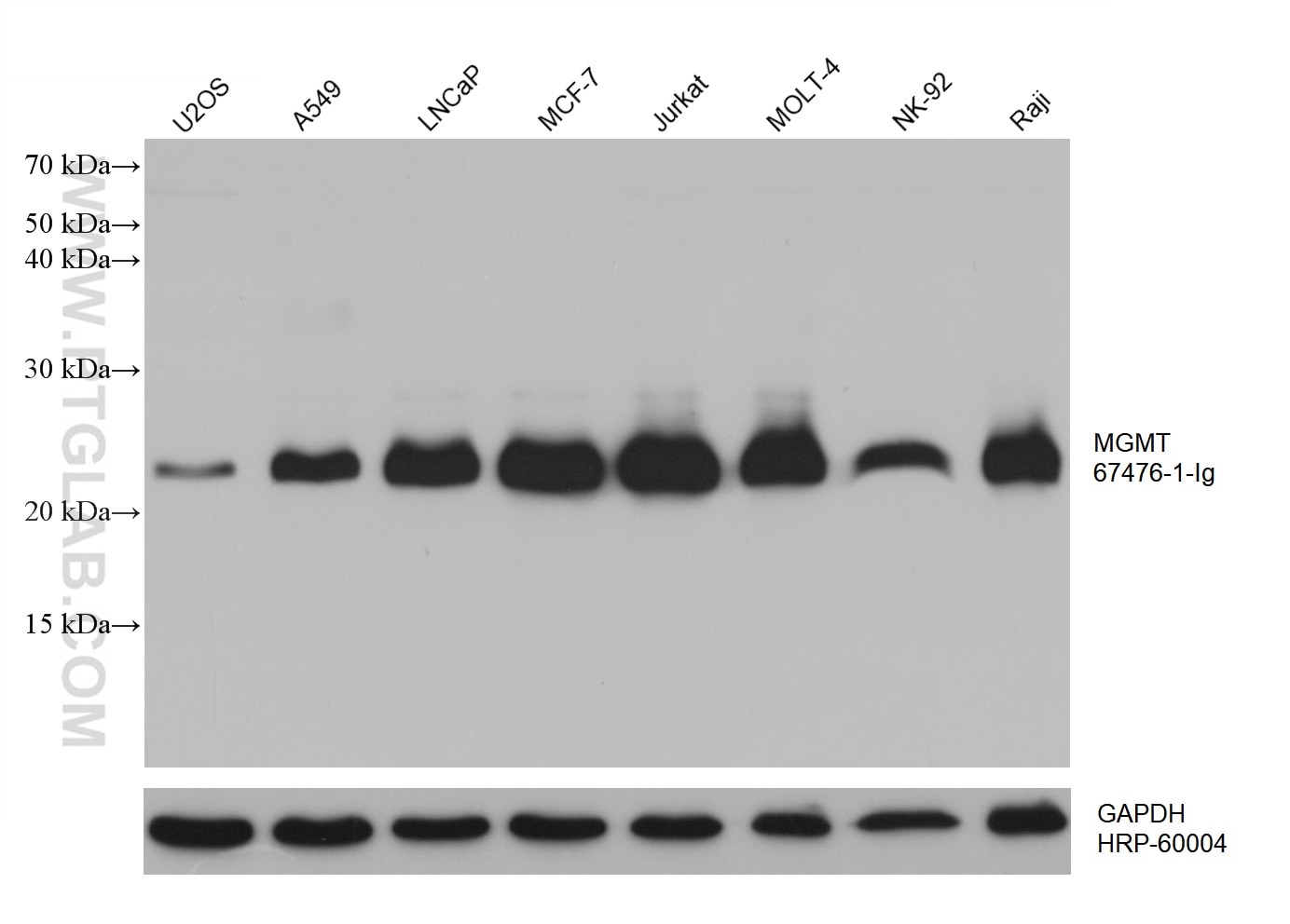 Western Blot (WB) analysis of various lysates using MGMT Monoclonal antibody (67476-1-Ig)