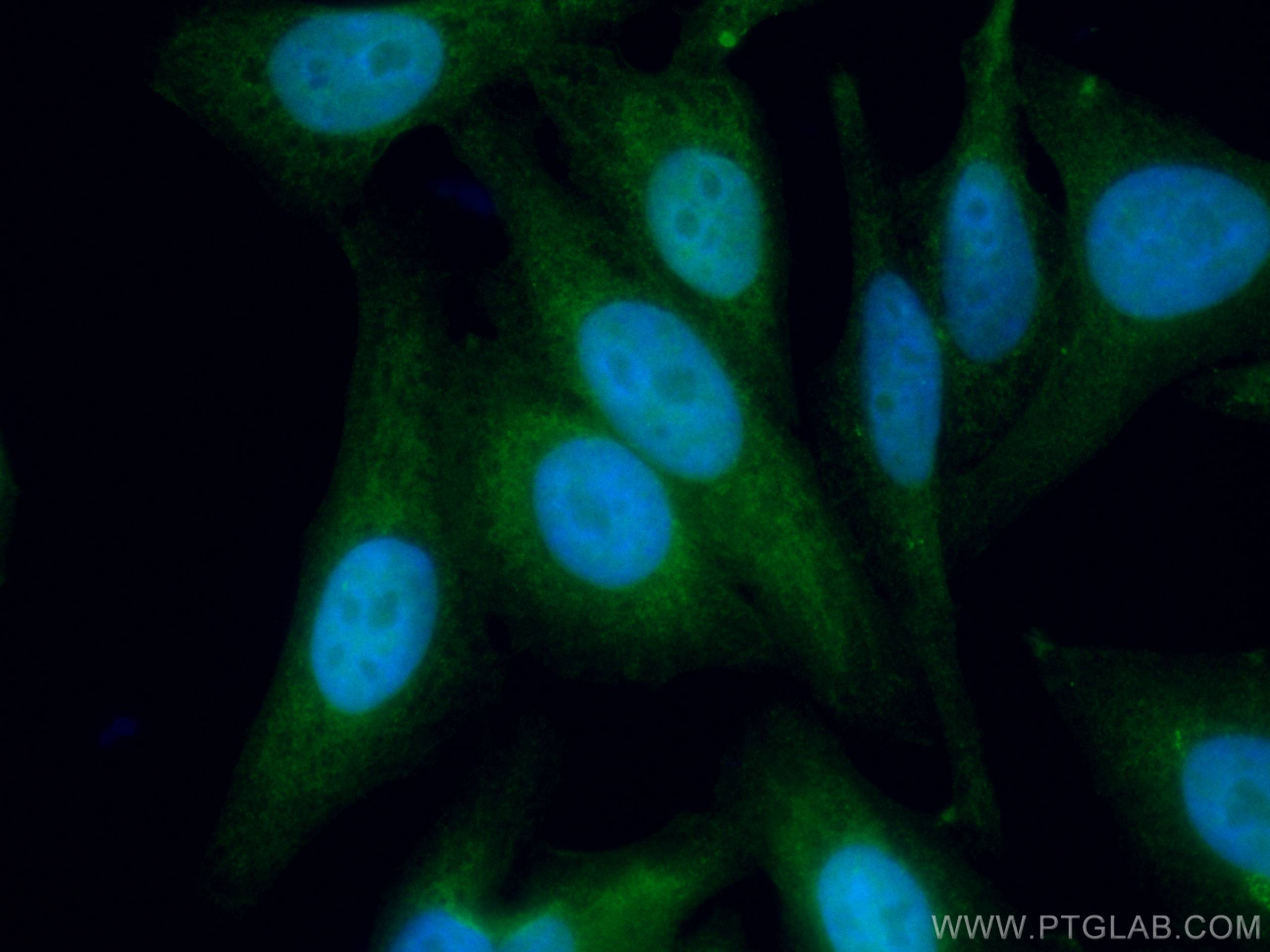 Immunofluorescence (IF) / fluorescent staining of HepG2 cells using CoraLite® Plus 488-conjugated MGMT Monoclonal anti (CL488-67476)