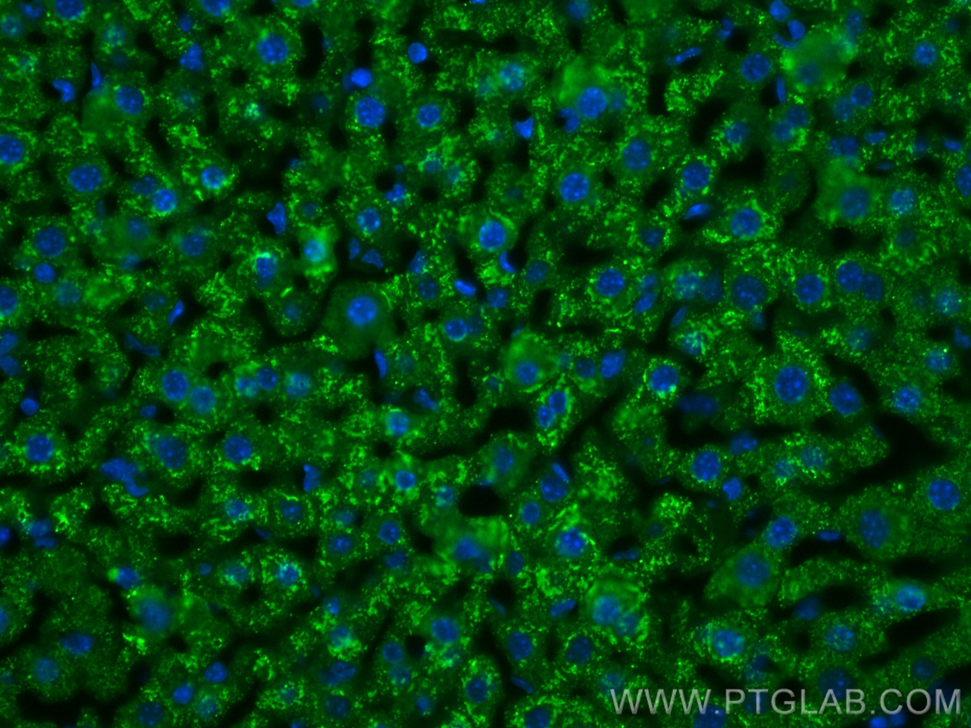 IF Staining of mouse liver using CL488-10734