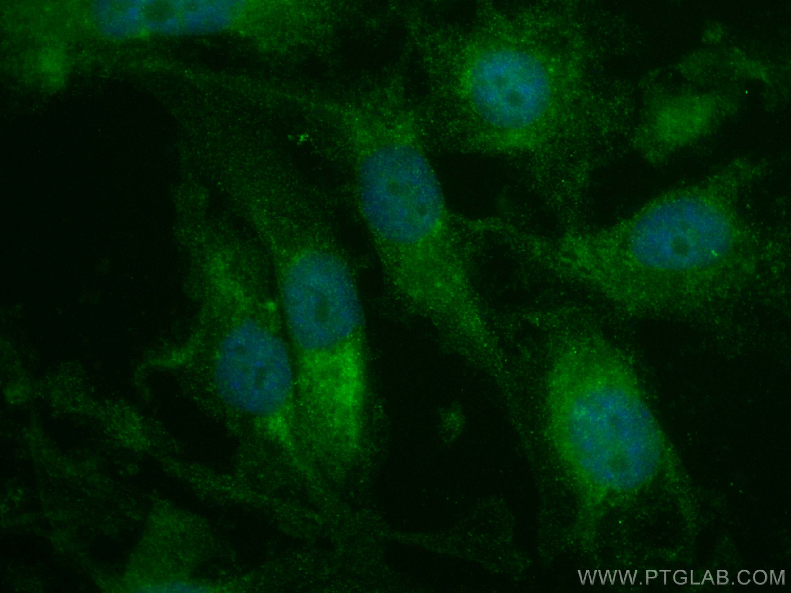 IF Staining of MDA-MB-231 using CL488-60055