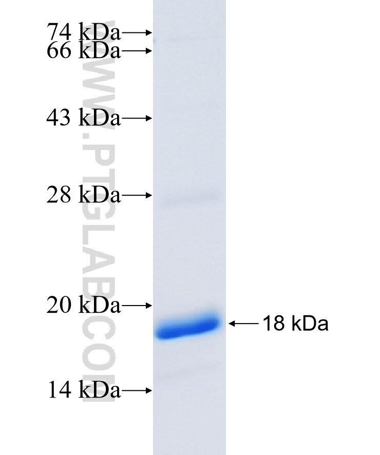 MGP fusion protein Ag16682 SDS-PAGE