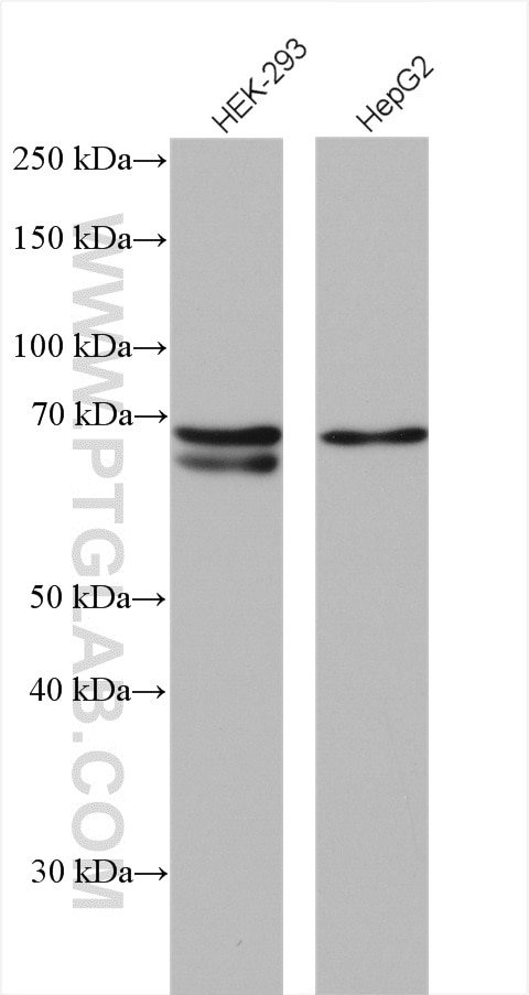 Western Blot (WB) analysis of various lysates using RNF156 Polyclonal antibody (11285-1-AP)