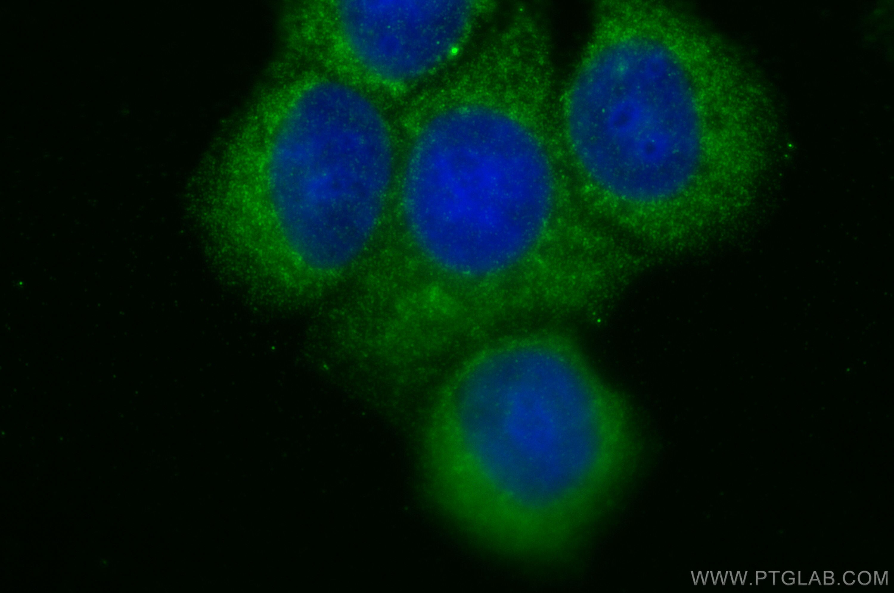 Immunofluorescence (IF) / fluorescent staining of MCF-7 cells using MGST1 Polyclonal antibody (15906-1-AP)