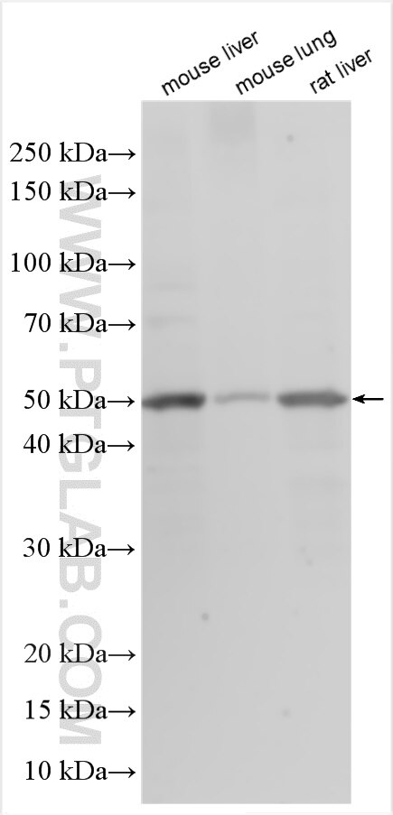 Western Blot (WB) analysis of various lysates using MGST1 Polyclonal antibody (15906-1-AP)