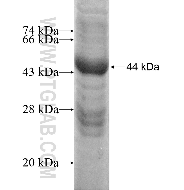 MGST1 fusion protein Ag8498 SDS-PAGE