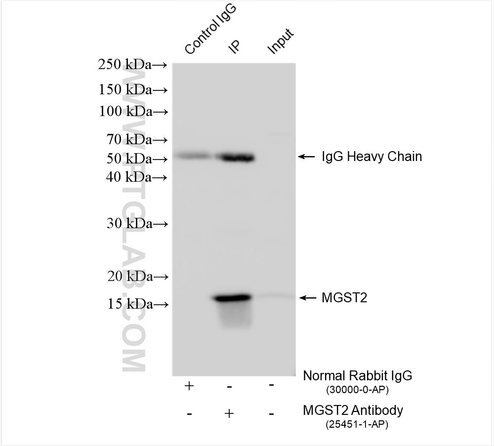 Immunoprecipitation (IP) experiment of HUVEC cells using MGST2 Polyclonal antibody (25451-1-AP)