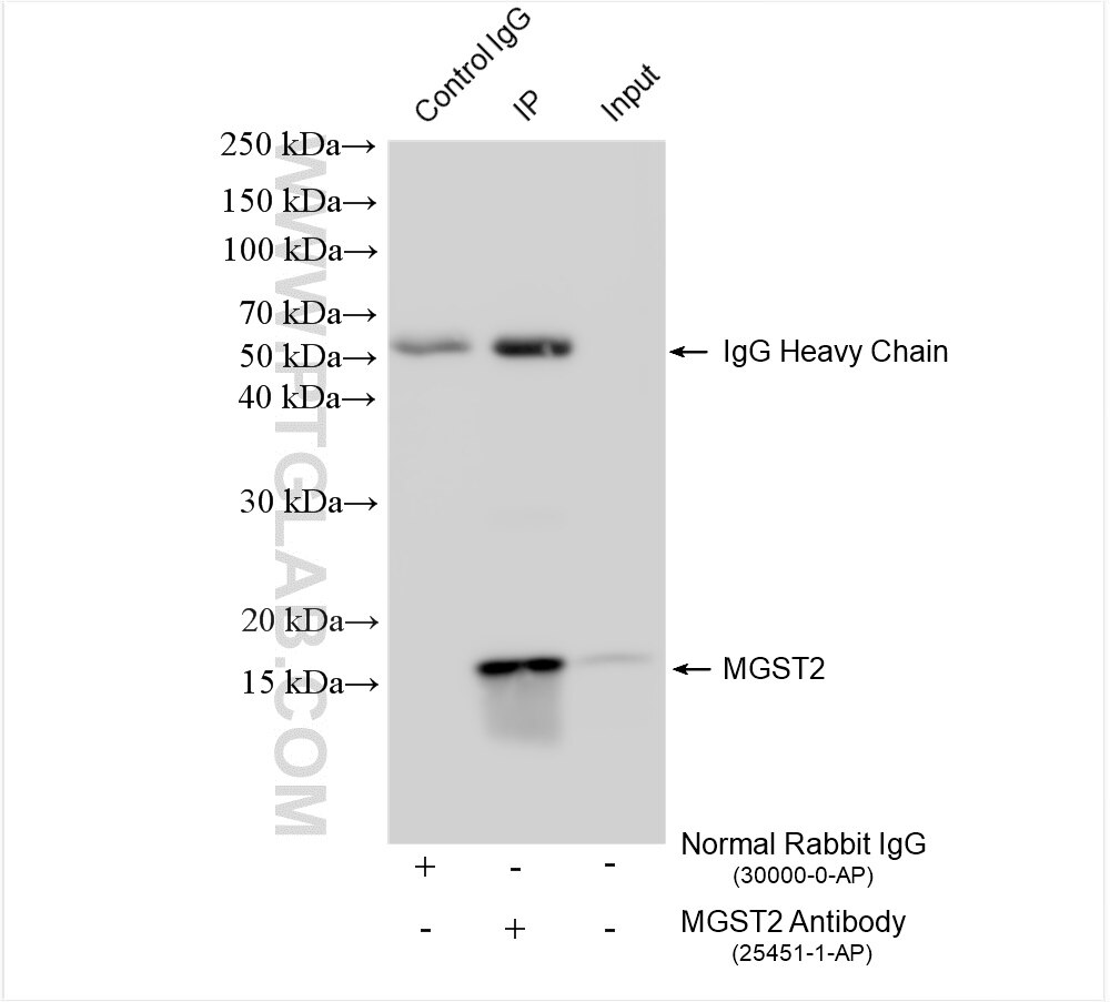 Immunoprecipitation (IP) experiment of HuH-7 cells using MGST2 Polyclonal antibody (25451-1-AP)