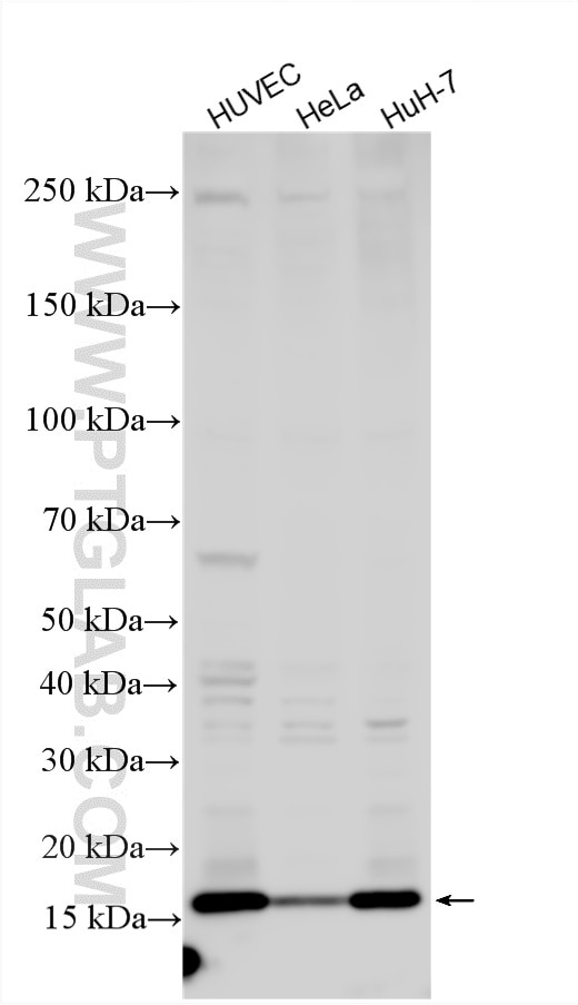 WB analysis using 25451-1-AP (same clone as 25451-1-PBS) Western Blot (WB) analysis of various lysates using MGST2 Polyclonal antibody (25451-1-AP)
