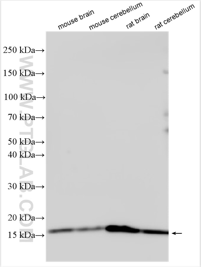 Western Blot (WB) analysis of various lysates using MGST3 Polyclonal antibody (20114-1-AP)