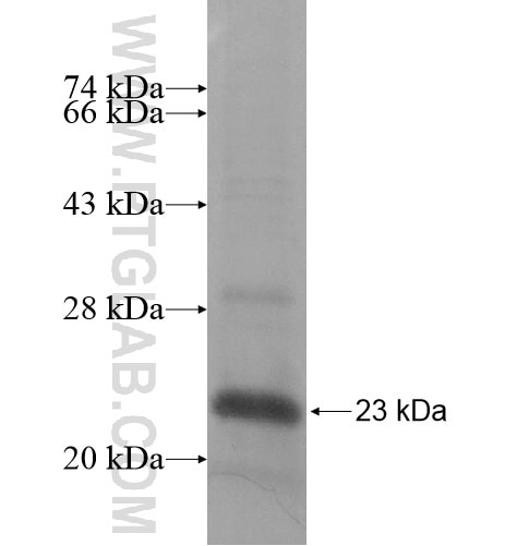 MGST3 fusion protein Ag13980 SDS-PAGE