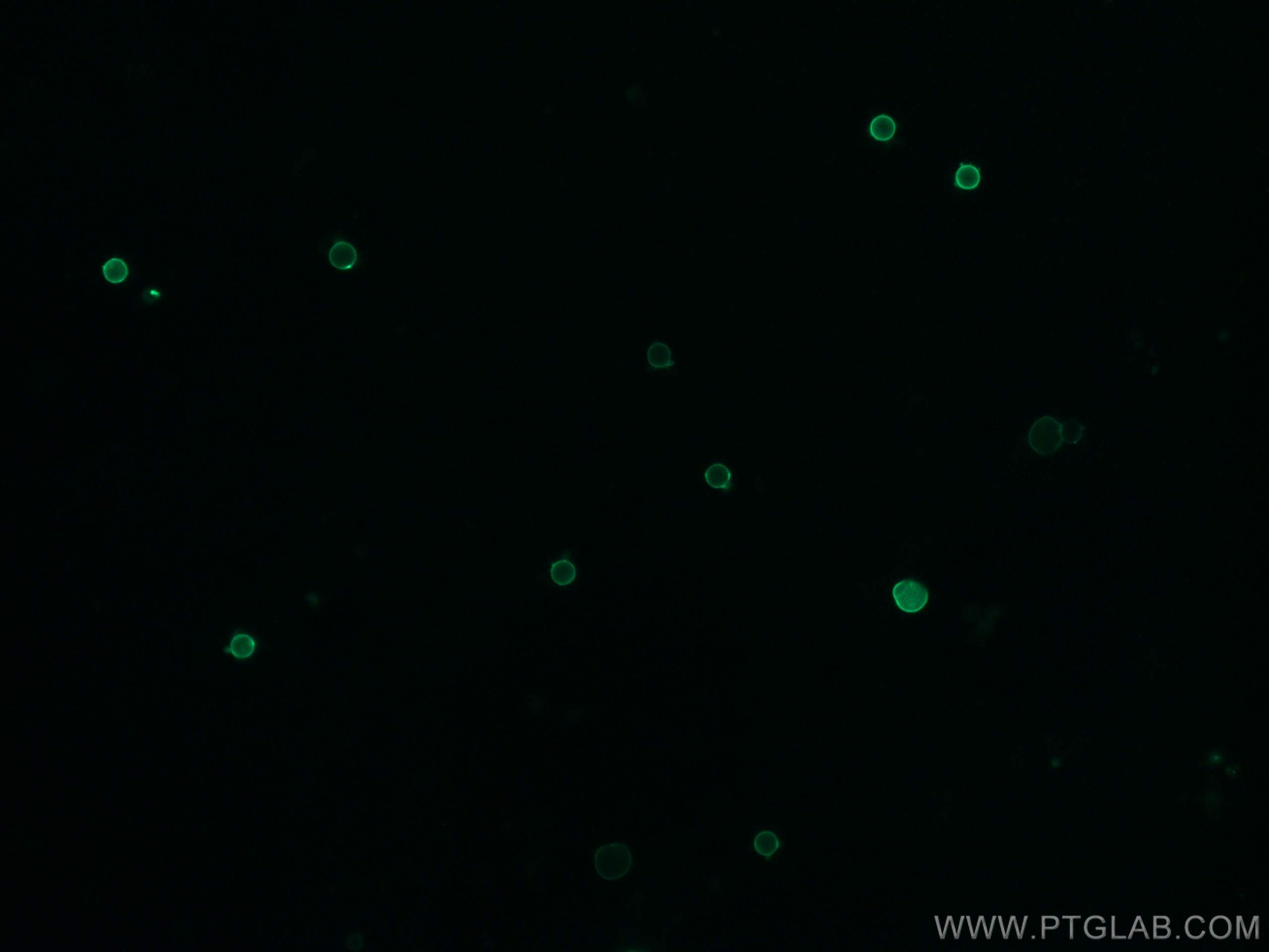 Immunofluorescence (IF) / fluorescent staining of mouse splenocytes using CoraLite® Plus 488 Anti-Mouse MHC Class II (I-A/I- (CL488-65122)
