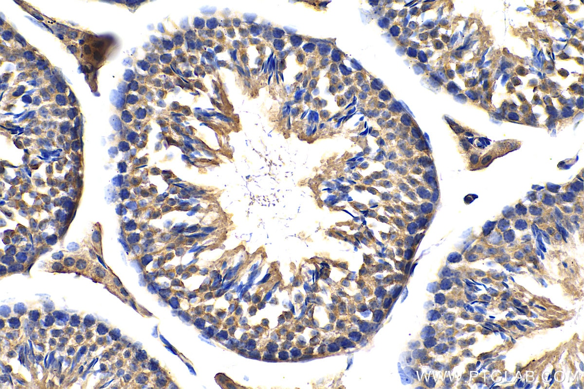 Immunohistochemistry (IHC) staining of mouse testis tissue using MIA3 Polyclonal antibody (17481-1-AP)
