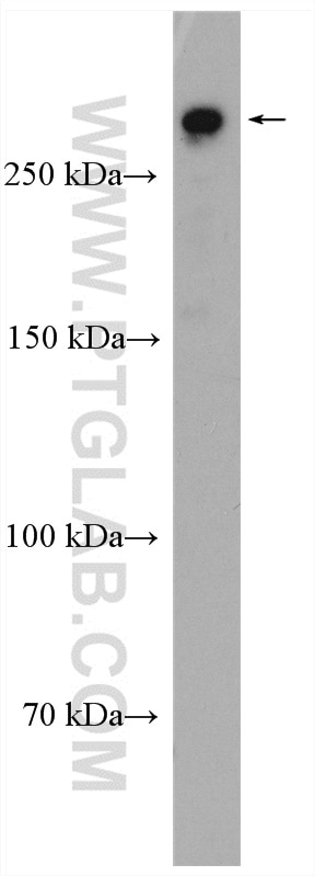 WB analysis of HEK-293T using 17481-1-AP