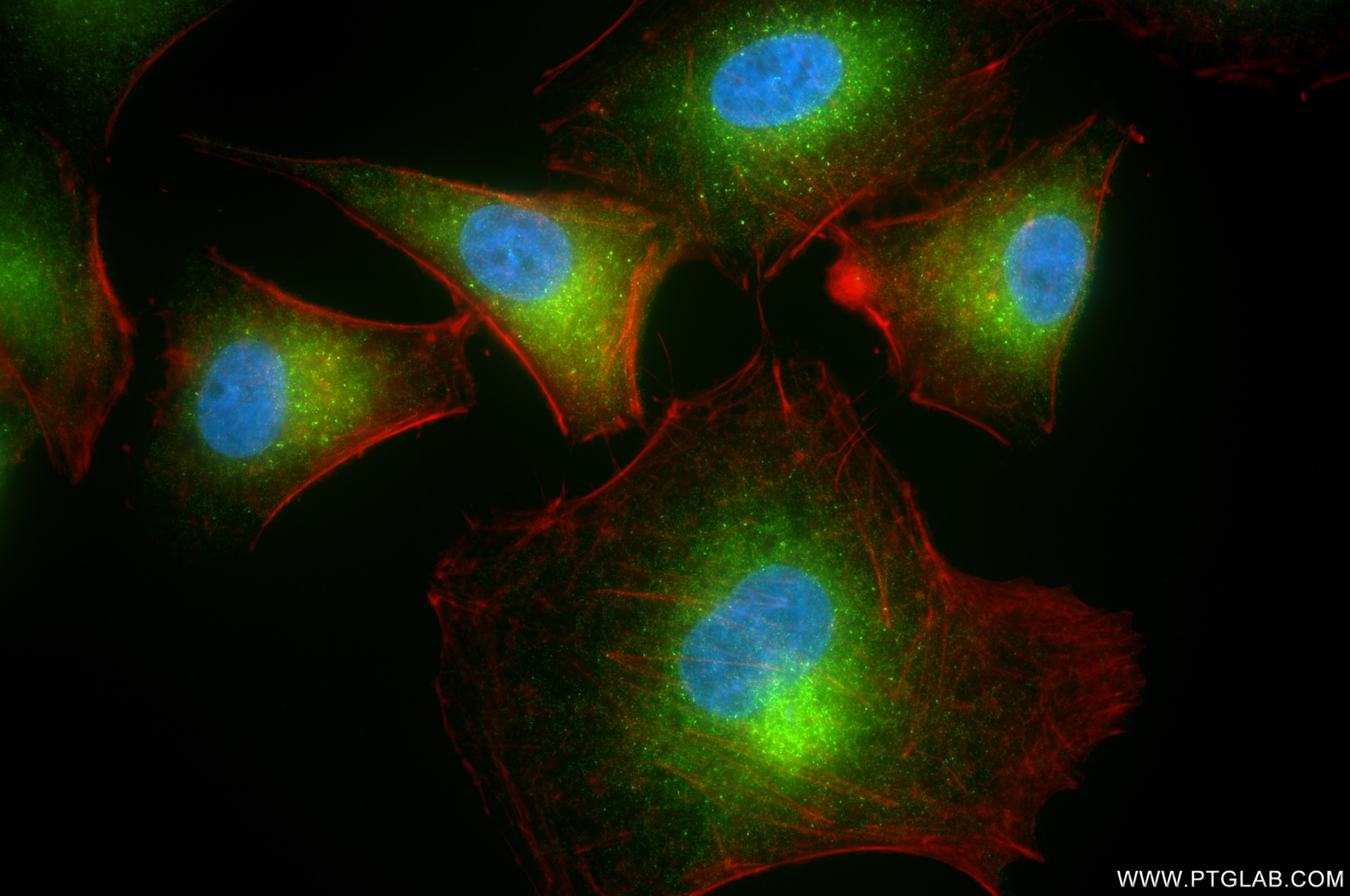 Immunofluorescence (IF) / fluorescent staining of A549 cells using MIA3 Recombinant antibody (86403-3-RR)