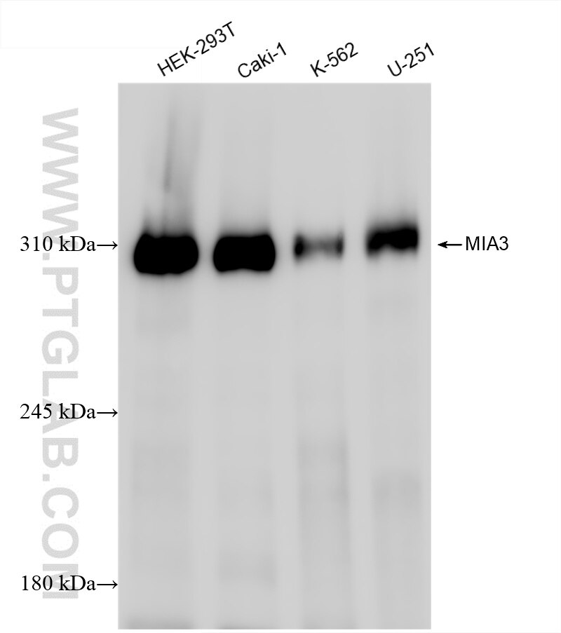 Western Blot (WB) analysis of various lysates using MIA3 Recombinant antibody (86403-3-RR)