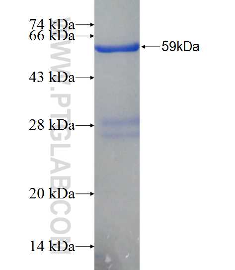 MIB1 fusion protein Ag2507 SDS-PAGE