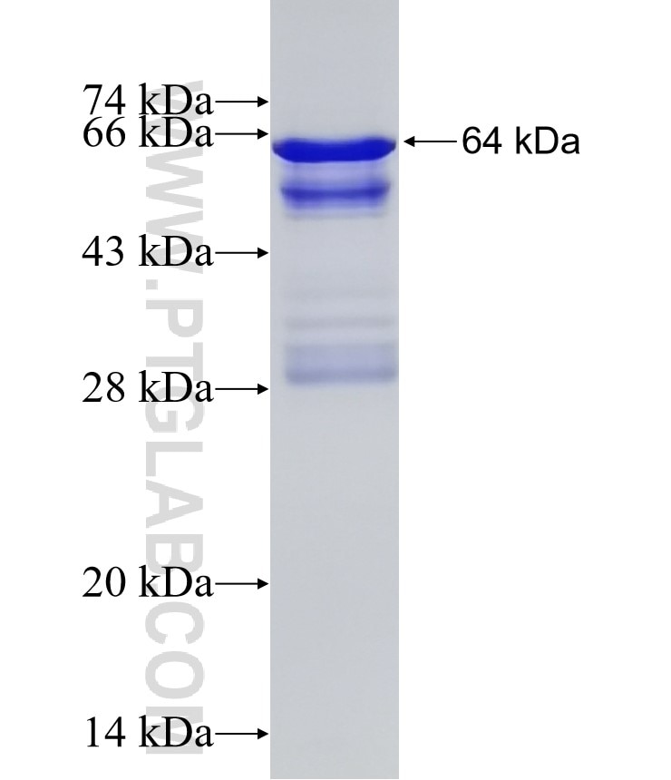 MIB2 fusion protein Ag4592 SDS-PAGE