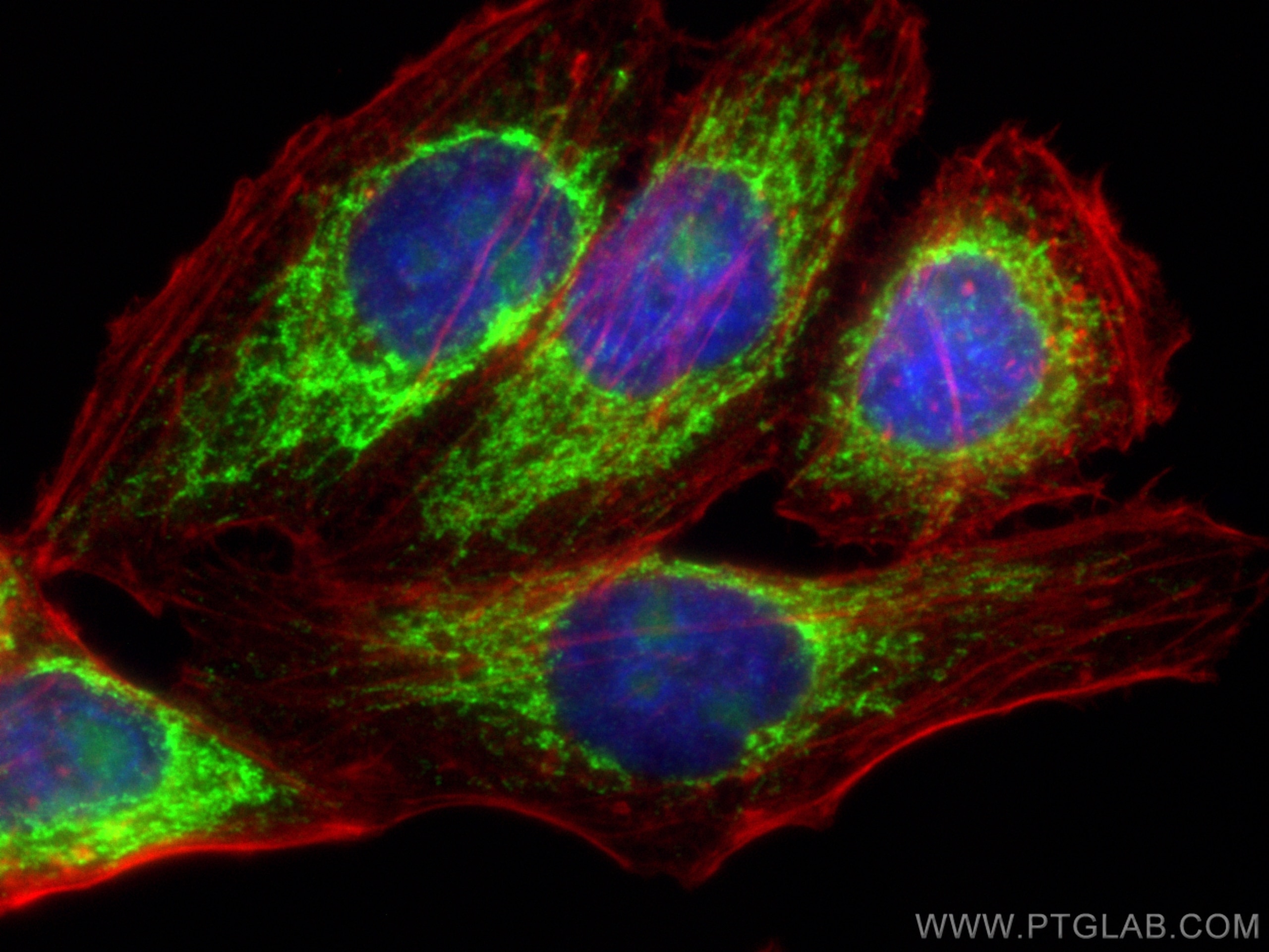 Immunofluorescence (IF) / fluorescent staining of HepG2 cells using MIC10 Polyclonal antibody (31561-1-AP)