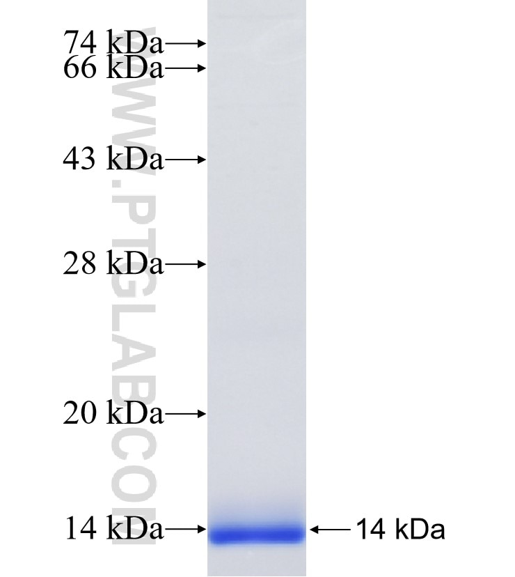 MIC10 fusion protein Ag34301 SDS-PAGE