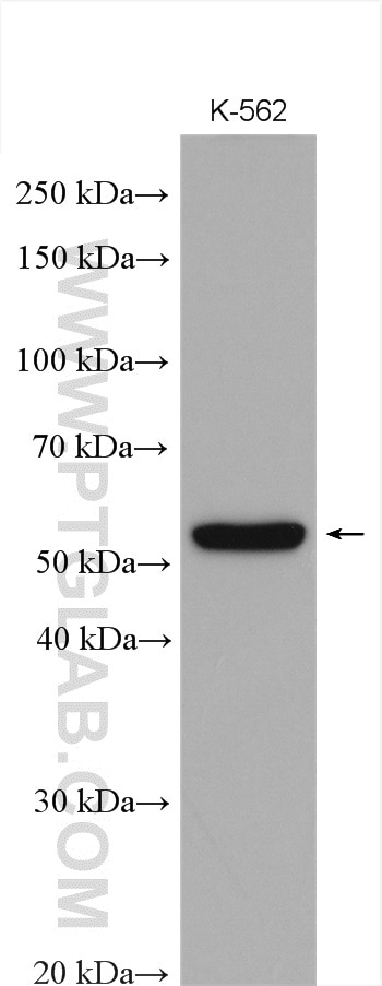 WB analysis using 12619-1-AP