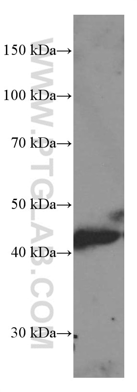 Western Blot (WB) analysis of Daudi cells using MICA Monoclonal antibody (66384-1-Ig)