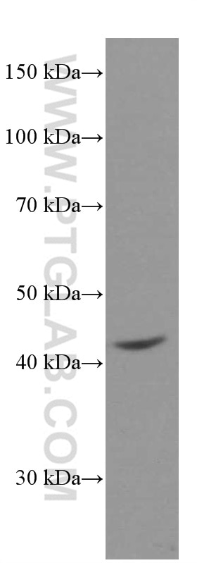 Western Blot (WB) analysis of HeLa cells using MICA Monoclonal antibody (66384-1-Ig)