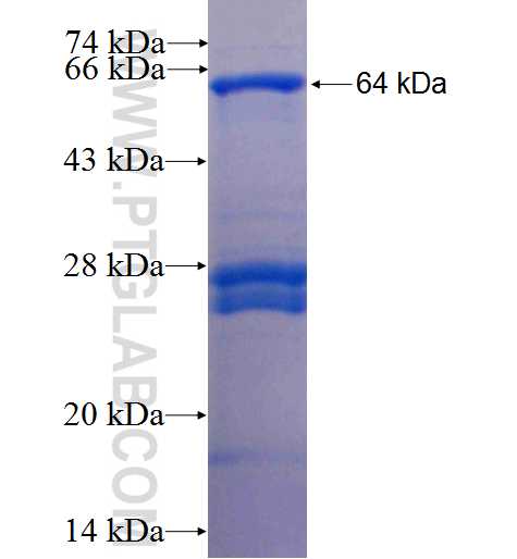 MICA fusion protein Ag3298 SDS-PAGE