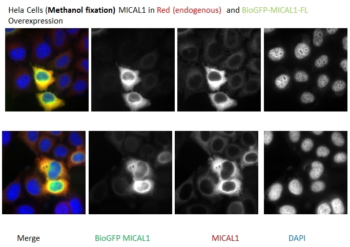 Immunofluorescence (IF) / fluorescent staining of HeLa cells using MICAL1 Polyclonal antibody (14818-1-AP)