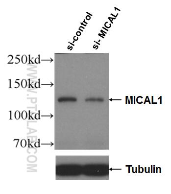 Western Blot (WB) analysis of HeLa cells using MICAL1 Polyclonal antibody (14818-1-AP)