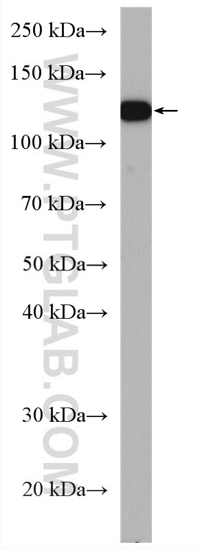 Western Blot (WB) analysis of T-47D cells using MICAL1 Polyclonal antibody (14818-1-AP)