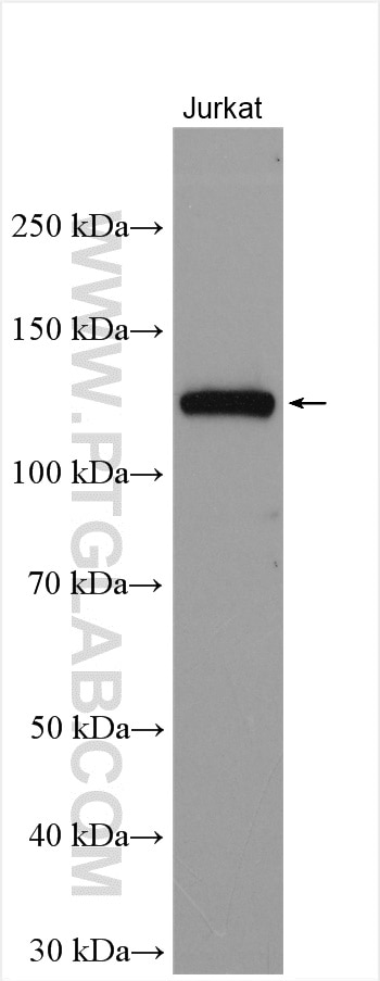 Western Blot (WB) analysis of Jurkat cells using MICAL1 Polyclonal antibody (14818-1-AP)