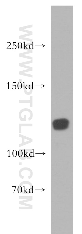 Western Blot (WB) analysis of HeLa cells using MICAL1 Polyclonal antibody (14818-1-AP)