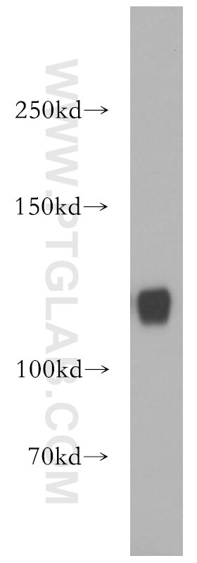 MICAL1 Polyclonal antibody