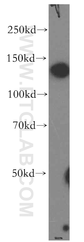 Western Blot (WB) analysis of HEK-293 cells using MICAL1 Polyclonal antibody (14818-1-AP)