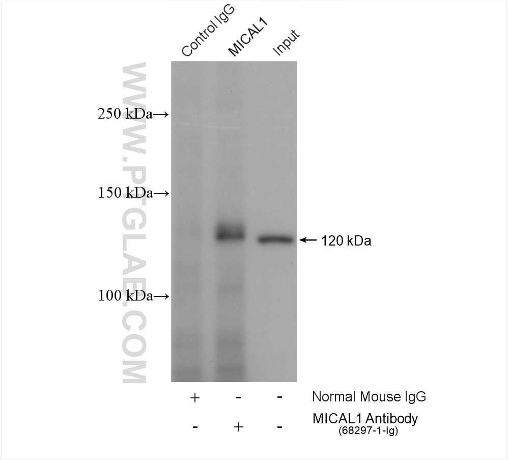 Immunoprecipitation (IP) experiment of HeLa cells using MICAL1 Monoclonal antibody (68297-1-Ig)