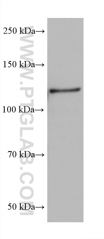 Western Blot (WB) analysis of RAW 264.7 cells using MICAL1 Monoclonal antibody (68297-1-Ig)