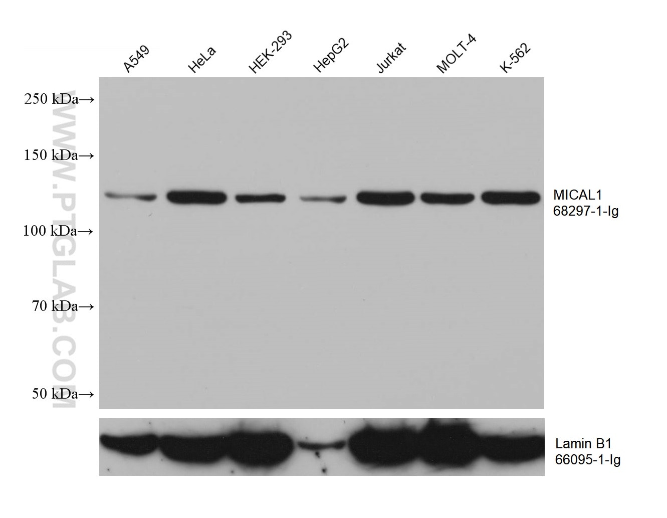 Western Blot (WB) analysis of various lysates using MICAL1 Monoclonal antibody (68297-1-Ig)