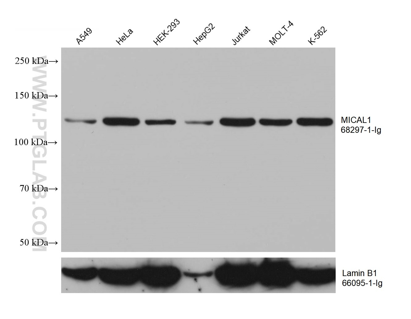 WB analysis using 68297-1-Ig