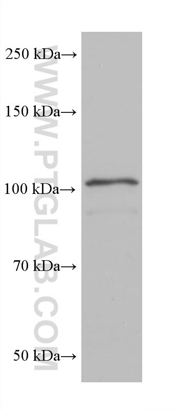 WB analysis of HSC-T6 using 68297-1-Ig